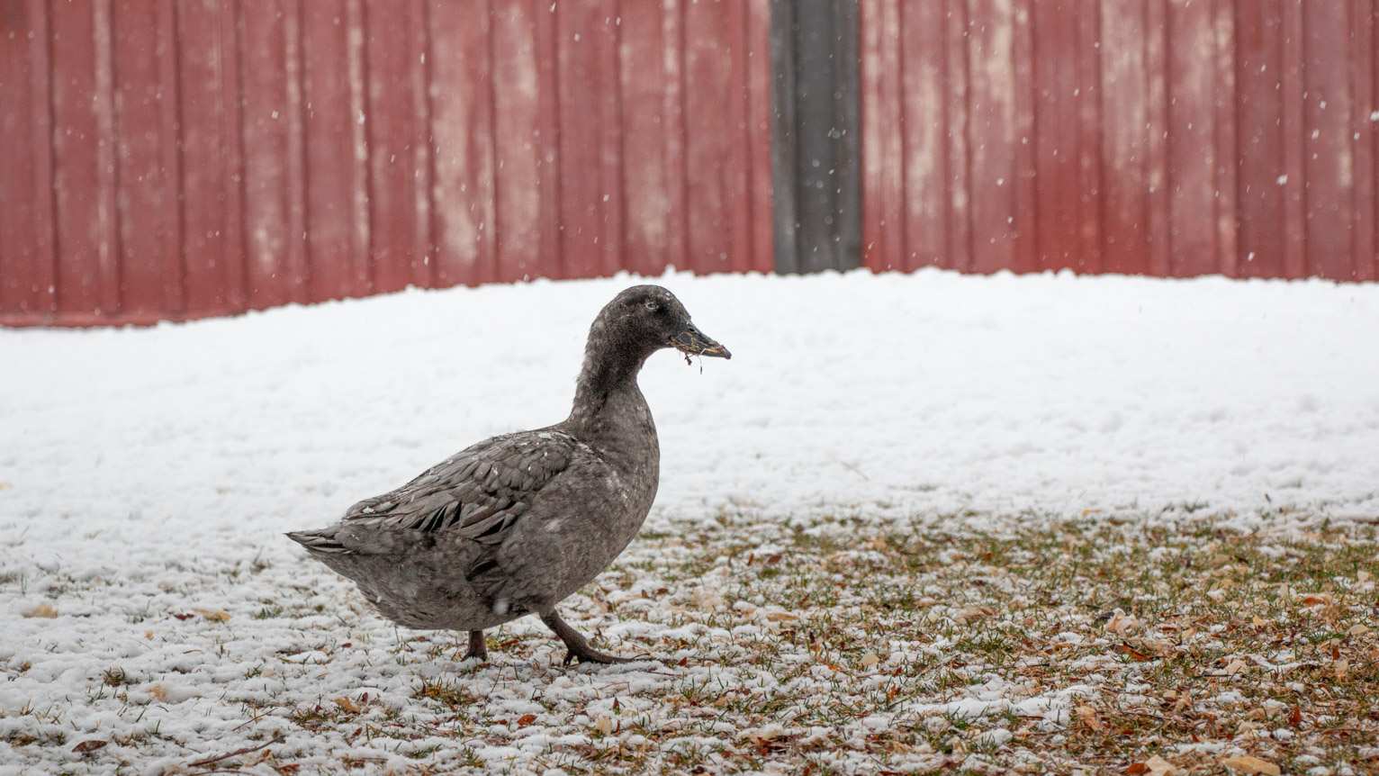 A large grey duck with a crazy white-lined eye walks in front of a red wall